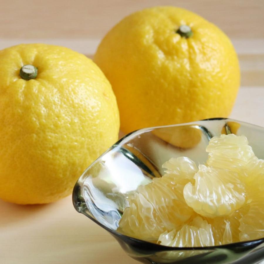 みかん 苗木 はるか 3年生接木大苗 産地で剪定済 1.0m苗 登録品種