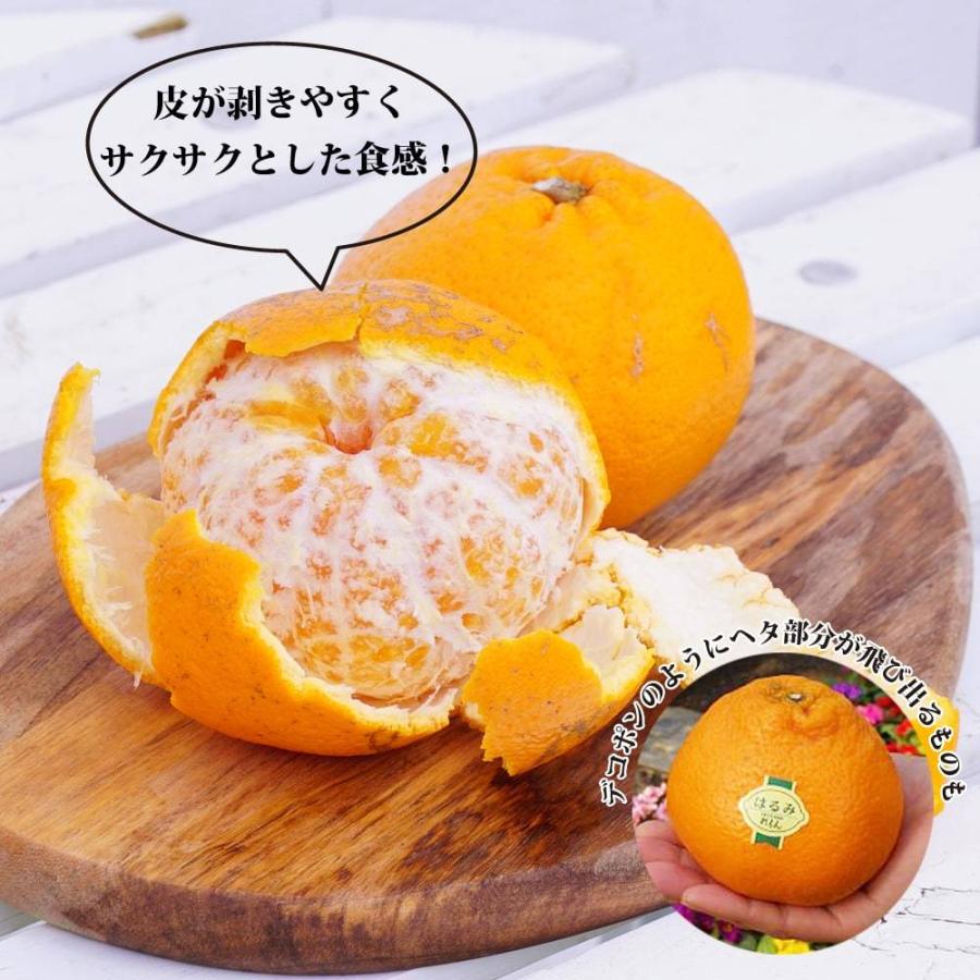 ファッションなデザイン はるみ みかん 2年生 接ぎ木 苗木 登録品種 品種登録 Wantannas Go Id