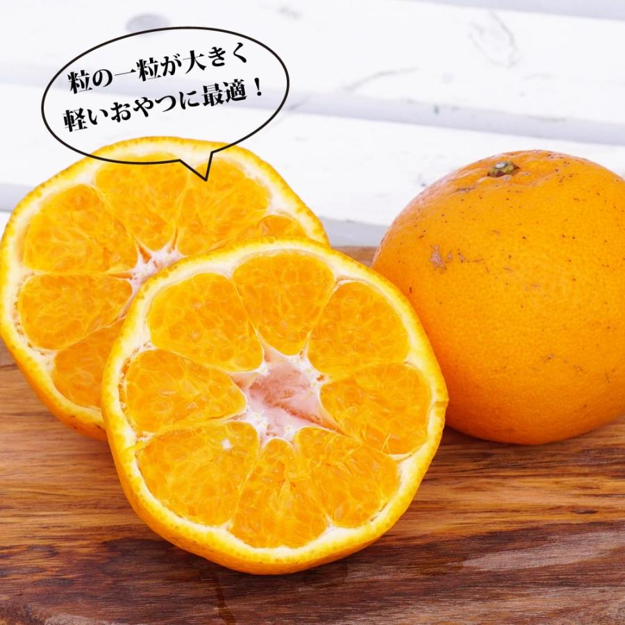 ②はるみ 5年生 苗木 結実実績あり！ はるみ 5年生 苗木 結実実績あり！の通販はau PAY マーケット - 輸入