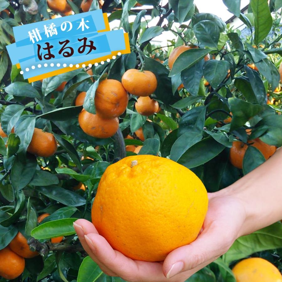 みかん 苗木 はるみ 3年生接木大苗 産地で剪定済 1.0m苗 : 苗木部 花