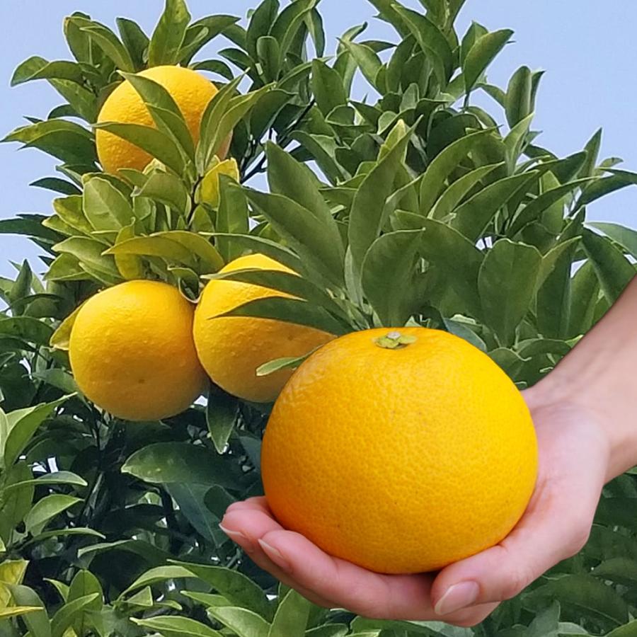 八朔 （はっさく） 1年生接木苗 : 苗木部 花ひろばオンライン - 通販