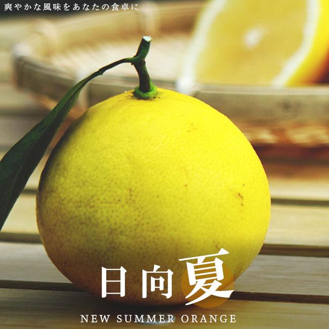 日向夏 （ニューサマーオレンジ） 1年生接木苗 爆買いweek : 苗木部 花