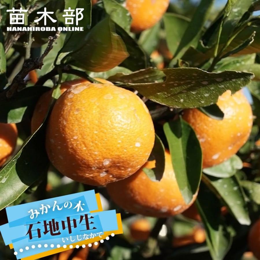 みかん 苗木 石地中生温州みかん 2年生接木苗 : 苗木部 花ひろば