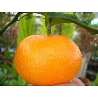 石地中生温州みかん 3年生接ぎ木大苗 産地で剪定済 1 0m苗 Kankitsu Isiji 3 苗木部 花ひろばオンライン 通販 Yahoo ショッピング