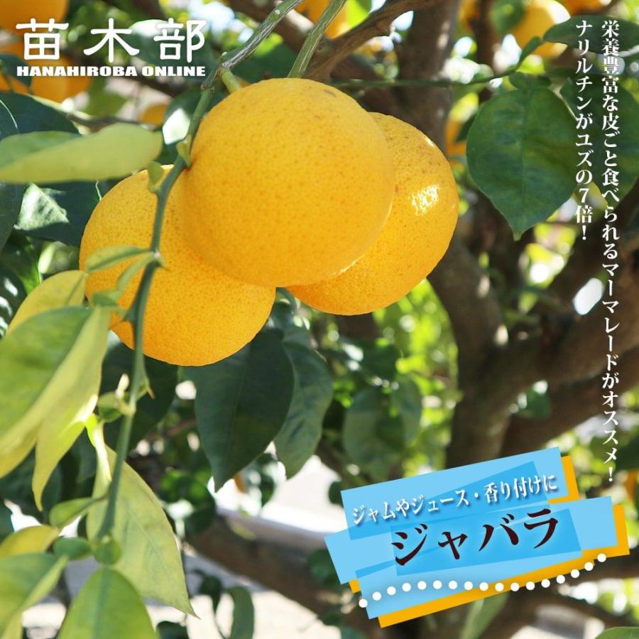 香酸みかん じゃばら 2年生 接木 苗 果樹 柑橘 爆買いweek : 苗木部 花