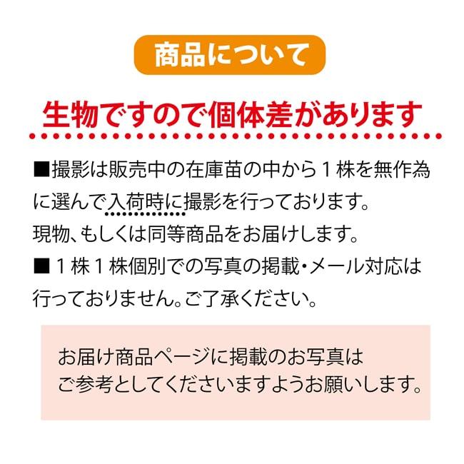 香酸みかん じゃばら 3年生接木大苗 産地で剪定済 1.0m苗 : 苗木部 花