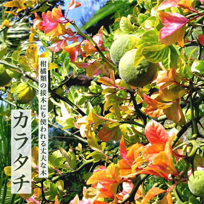 カラタチ （枳穀 きこく）1年生 ポット苗 爆買いweek : 苗木部 花