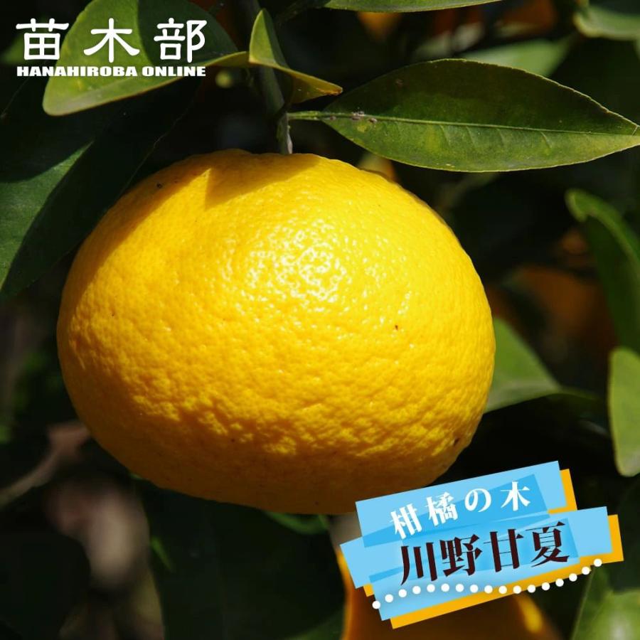 川野甘夏 2年生接木苗 なつみかん : 苗木部 花ひろばオンライン - 通販