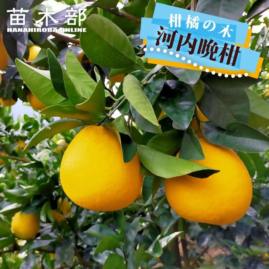 河内晩柑 1年生接木苗 4号ロングポット 爆買いweek : 苗木部 花ひろば