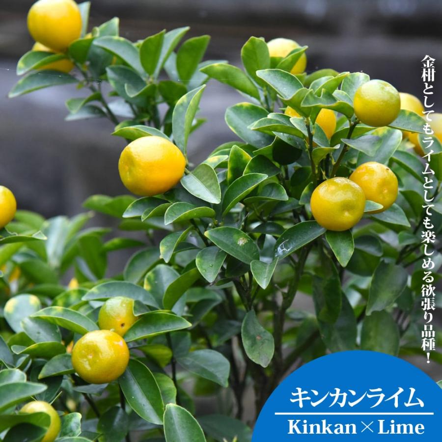 ライム 苗木 キンカンライム 1年生接木苗 : 苗木部 花ひろばオンライン