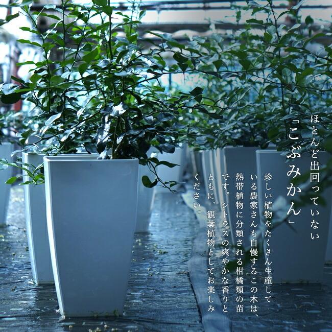 みかん苗木 こぶみかん バイマックルー 7号鉢植え コブミカン 果樹 柑橘 Kankitsu Kobumikan 苗木部 花ひろばオンライン 通販 Yahoo ショッピング