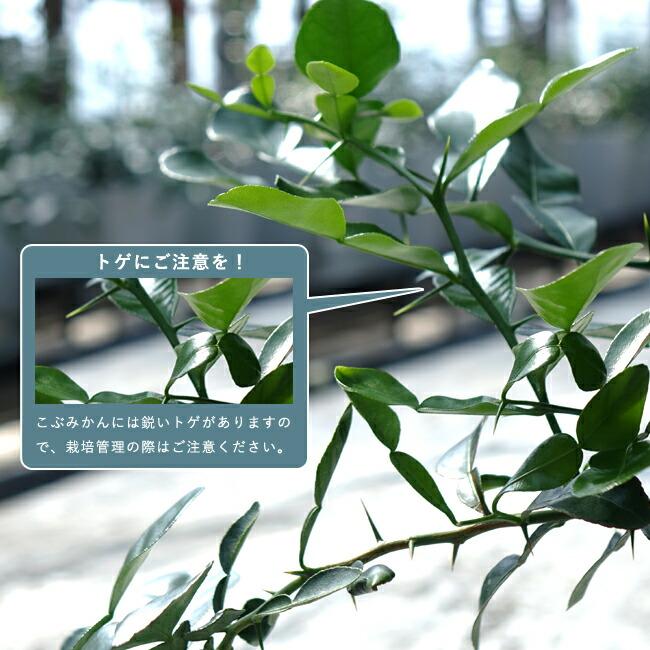 みかん 苗木 こぶみかん （バイマックルー） 7号鉢植え : 苗木部 花