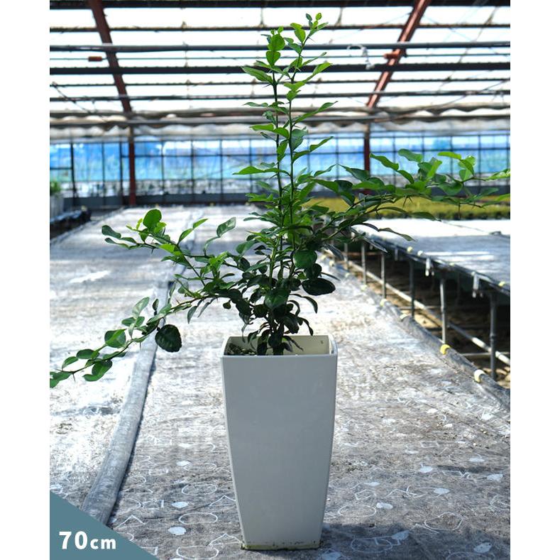 みかん 苗木 こぶみかん （バイマックルー） 7号鉢植え : 苗木部 花