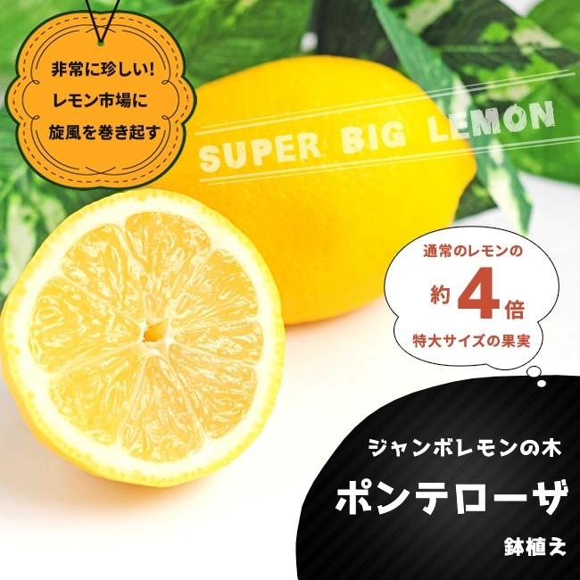 レモンの木 ジャンボレモン ポンテローザ 2年生 接ぎ木 ルートポーチ植え 果樹苗 レモン 苗木 :kankitsu-lemon-ponte:苗木部  花ひろばオンライン - 通販 - Yahoo!ショッピング