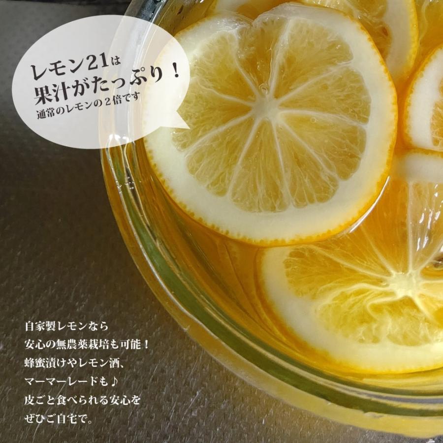 早なりレモンの木 レモン21 1年生 3.5号ポット苗 : 苗木部 花ひろば