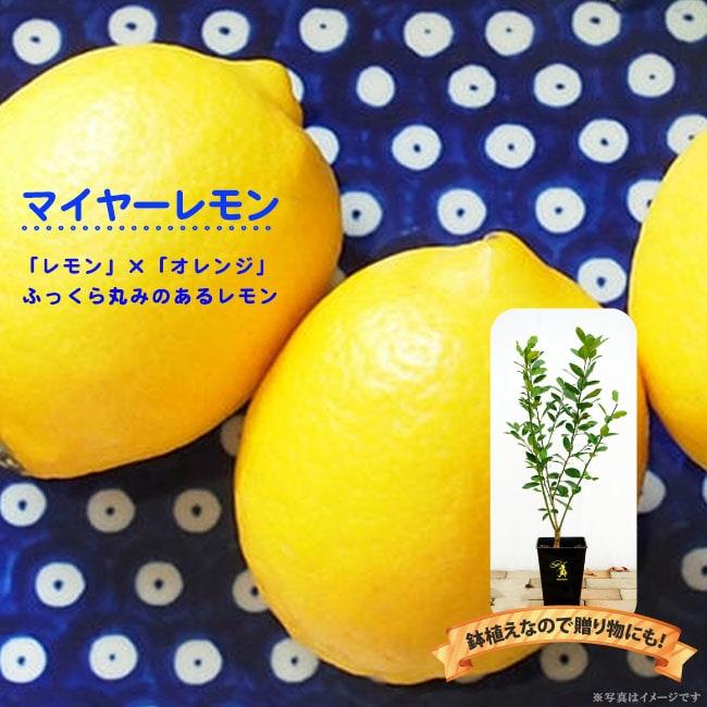 レモンの木 マイヤーレモン 2年生接木苗 角鉢植え : 苗木部 花ひろば