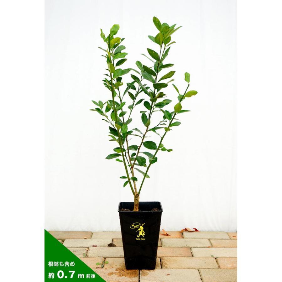 マイヤーレモン　2鉢 レモンの木 マイヤーレモン 2年生接木苗 角鉢植え : 苗木部 花ひろば