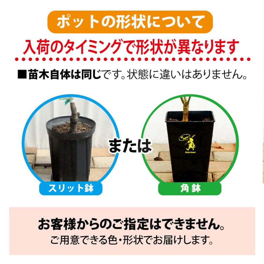 レモンの木 マイヤーレモン 2年生接木苗 角鉢植え : 苗木部 花ひろば 