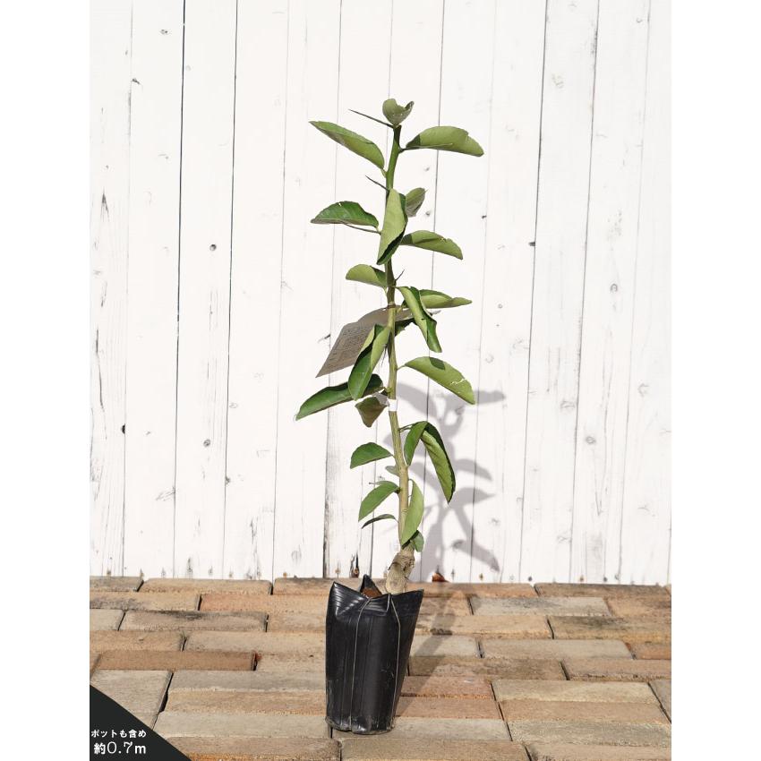 マイヤーレモン レモンの木 1年生接木苗 : 苗木部 花ひろばオンライン