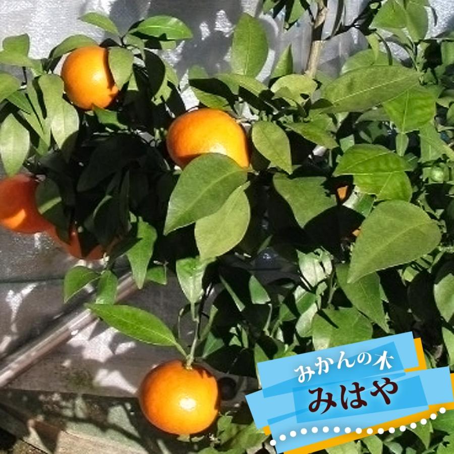 みかん 苗木 みはや 温州みかん 3年生接木大苗 産地で剪定済 1.0m苗