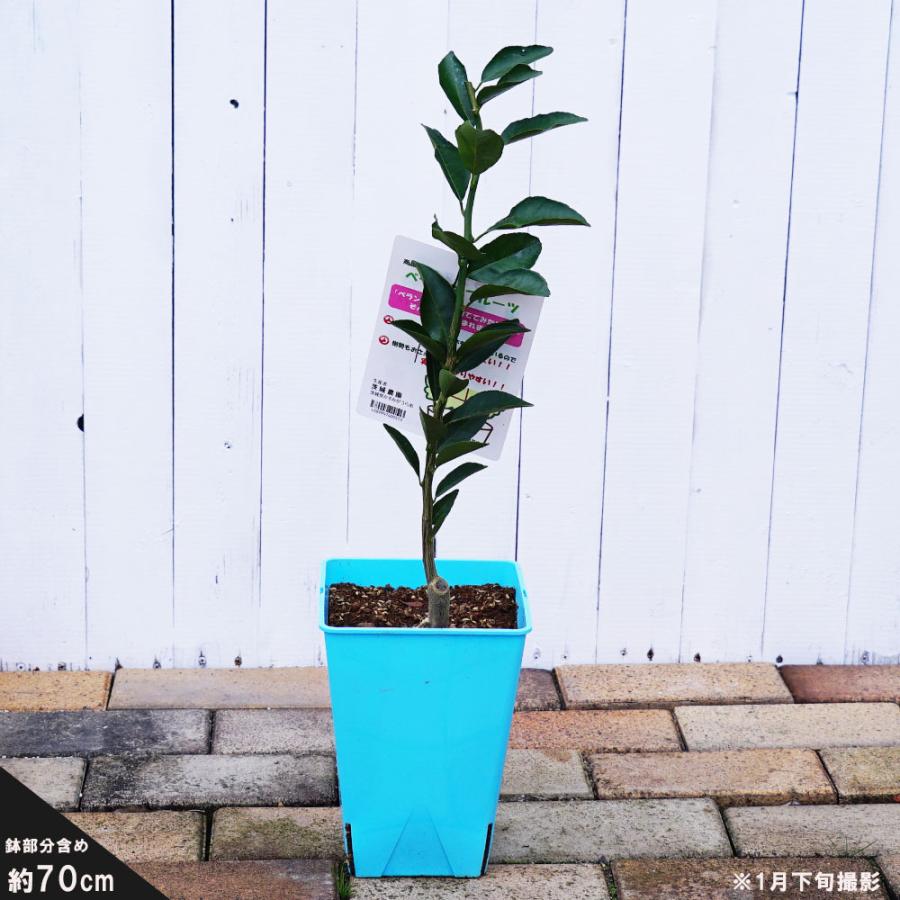 Yd宮川早生 温州みかん 1年生わい性台木苗 接木 Kankitsu Miyagawa Yd1 苗木部 花ひろばオンライン 通販 Yahoo ショッピング