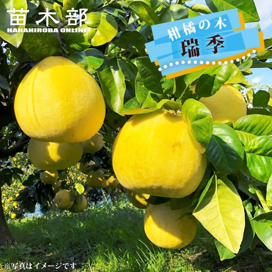 ザボン 瑞季 みずき 2年生接木苗 爆買いweek : 苗木部 花ひろば