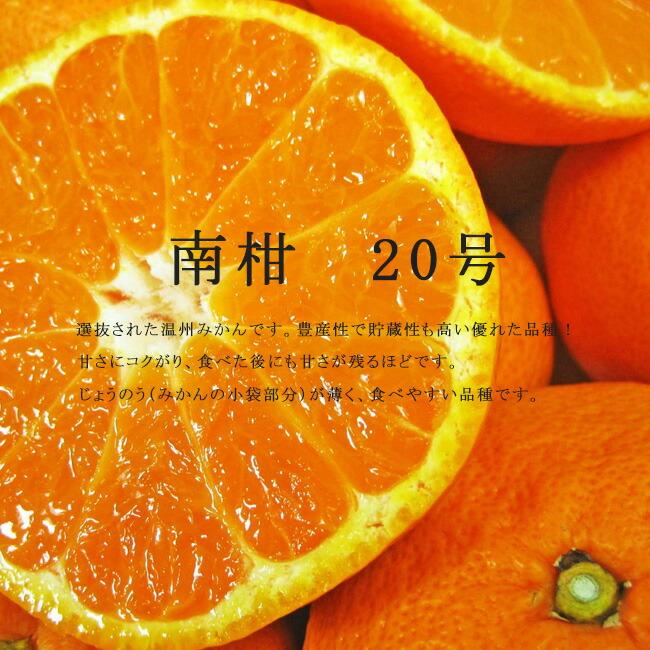 みかん 苗木 南柑20号 温州みかん 1年生接木苗 爆買いweek : 苗木部 花