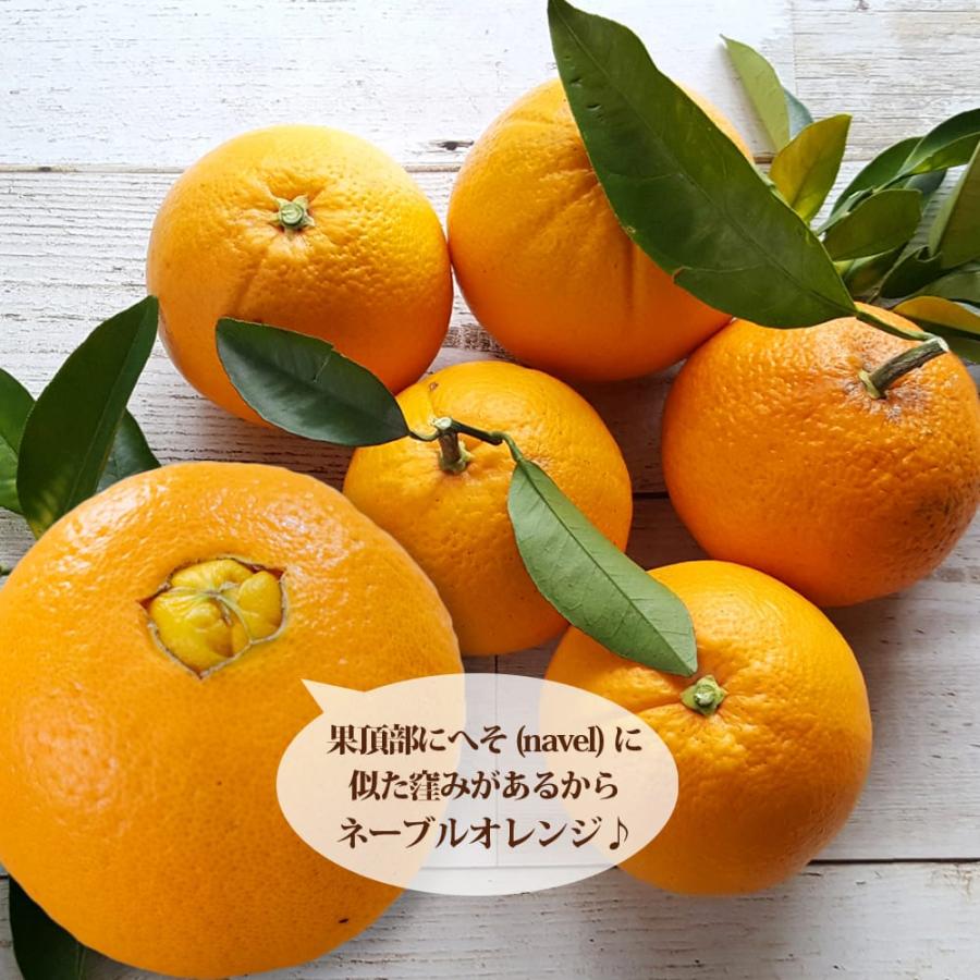 ネーブルオレンジ 1年生接木苗 予約販売10〜11月頃入荷予定 : 苗木部