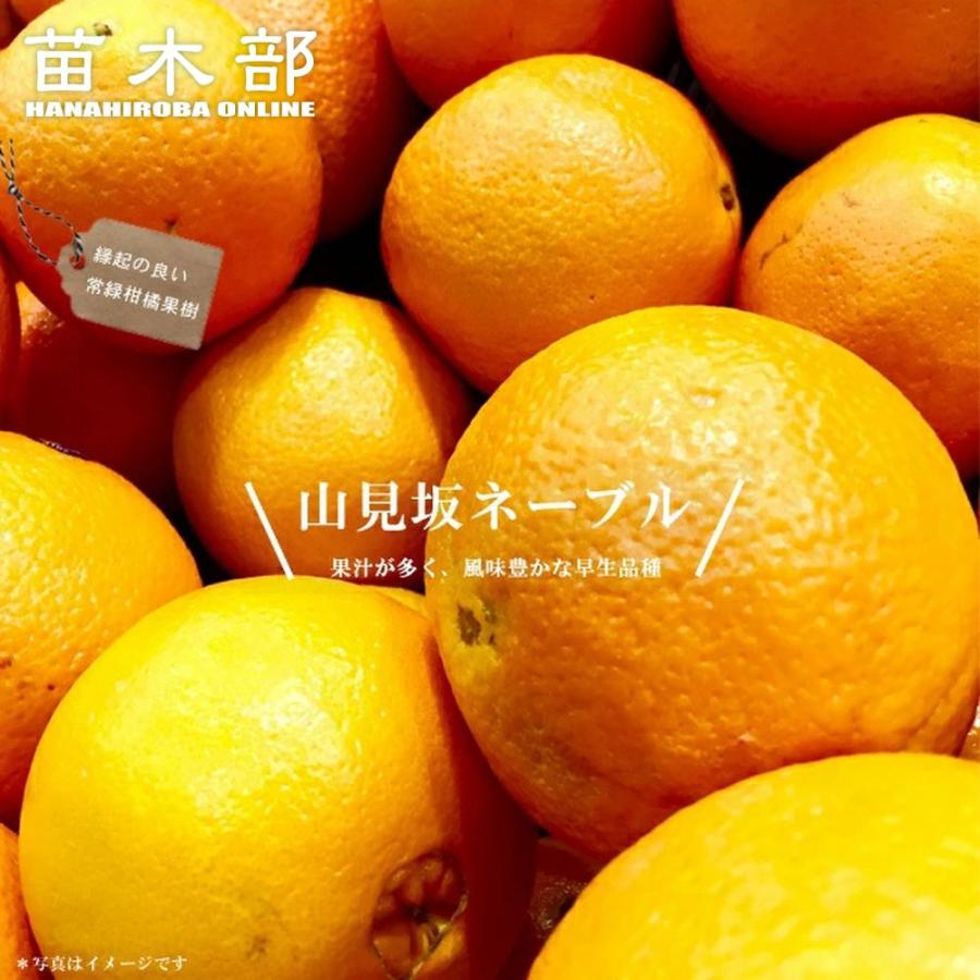ネーブルオレンジ 苗木 山見坂ネーブル 2年生接木苗 予約販売10〜11