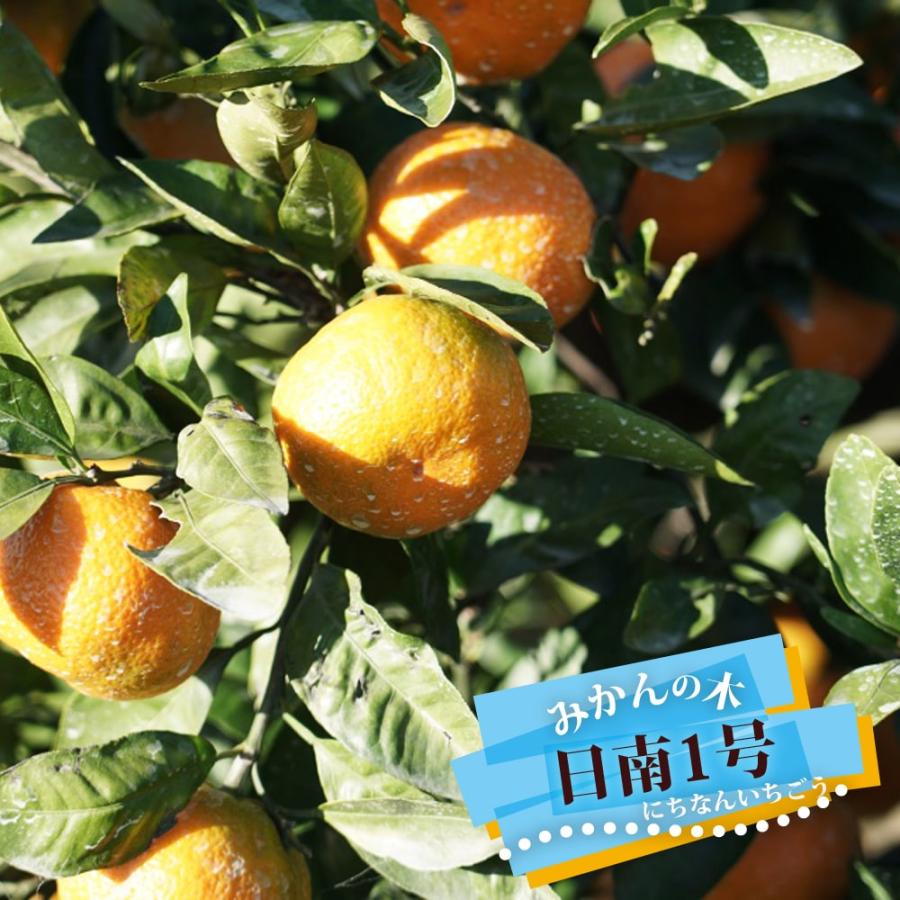 みかん 苗木 日南1号 極早生温州みかん 1年生接木苗 爆買いweek : 苗木