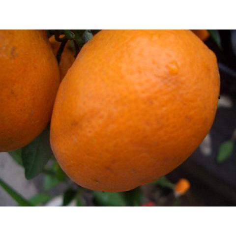 みかん 苗木 興津早生温州みかん 2年生接木苗 : 苗木部 花ひろば