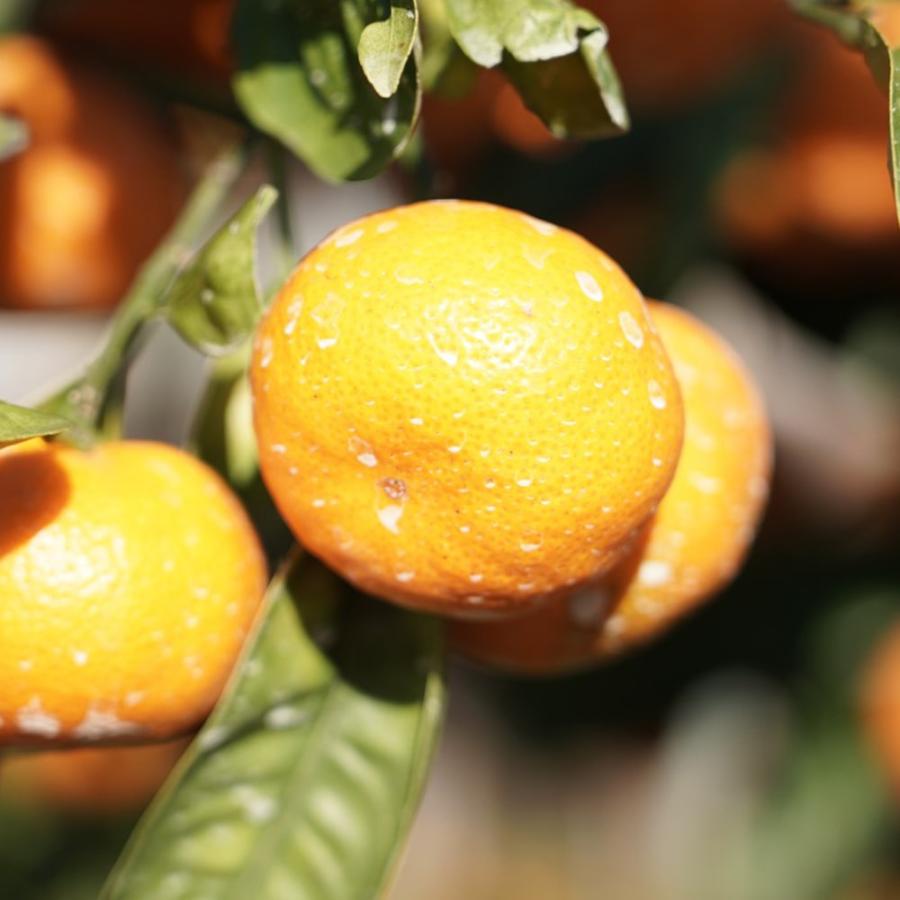 興津早生蜜柑苗木♪ みかんの苗 興津早生(おきつわせ)【果樹の苗木 4～5号ポット 接木苗／1