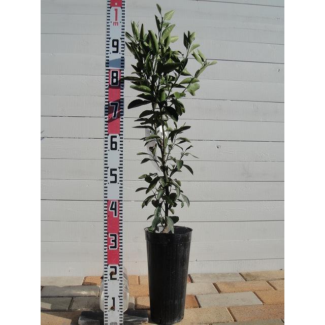 みかん 苗木 興津早生温州みかん 2年生接木苗 : 苗木部 花ひろば