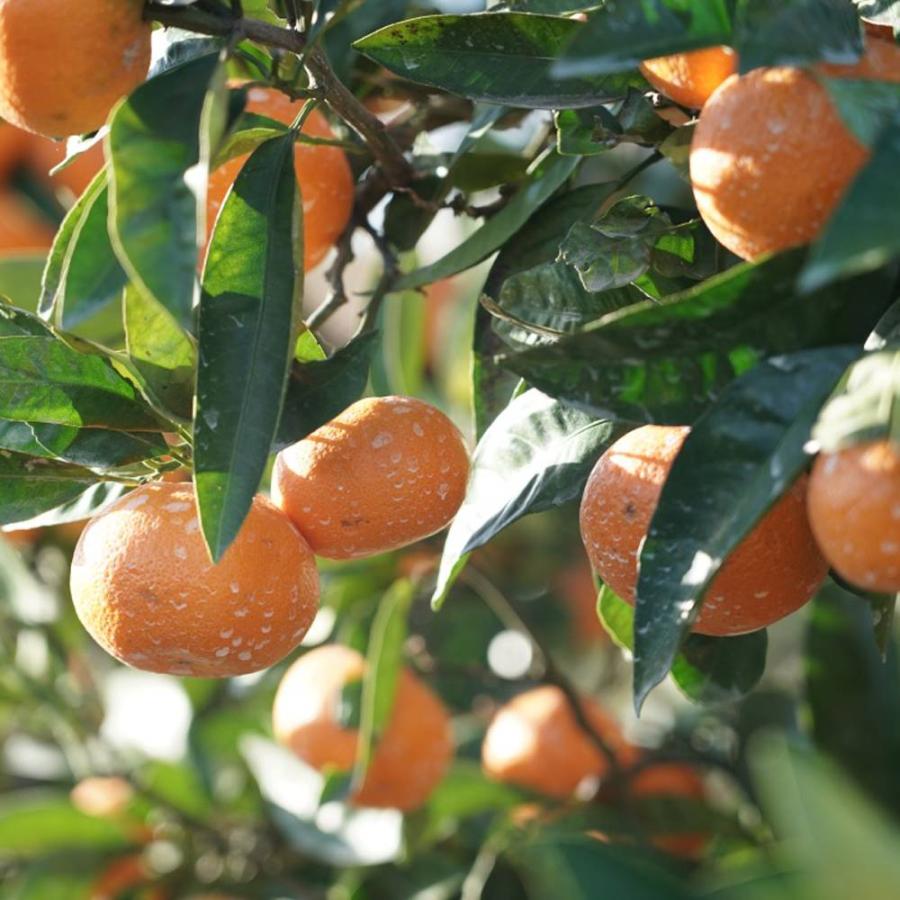 みかん 苗木 興津早生温州みかん 3年生接木大苗 産地で剪定済 1.0m苗