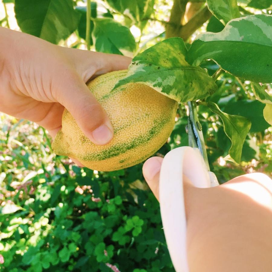 大苗斑入りレモンの木 ピンクレモネード1.3M(鉢底から)品番B 大苗斑入りレモンの木 ピンクレモネード1.3M(鉢底から)品番B 大苗斑入り