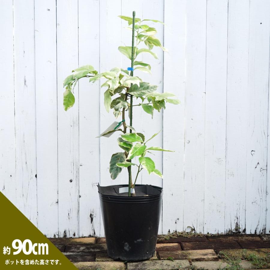 斑入りレモンの木 ピンクレモネード 3年生 接木大苗 : 苗木部 花ひろば