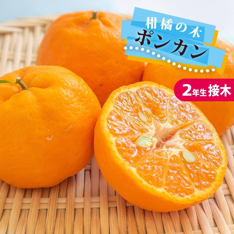 ポンカン 苗 2年生接木苗 爆買いweek : 苗木部 花ひろばオンライン