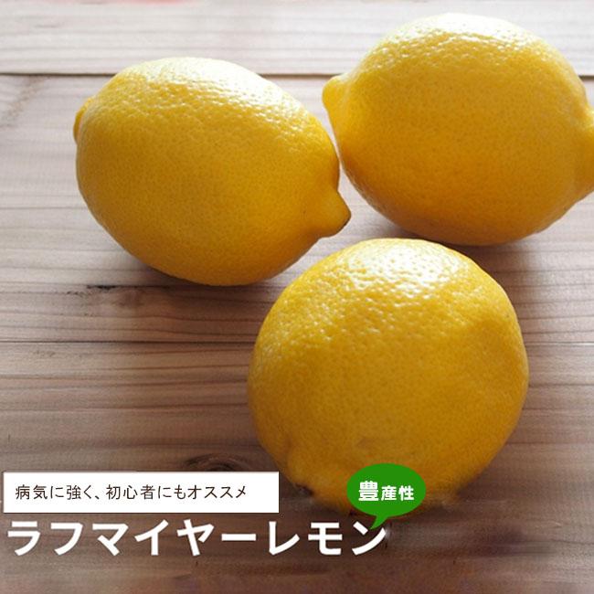 ラフマイヤー レモン 3年生接木大苗 : 苗木部 花ひろばオンライン