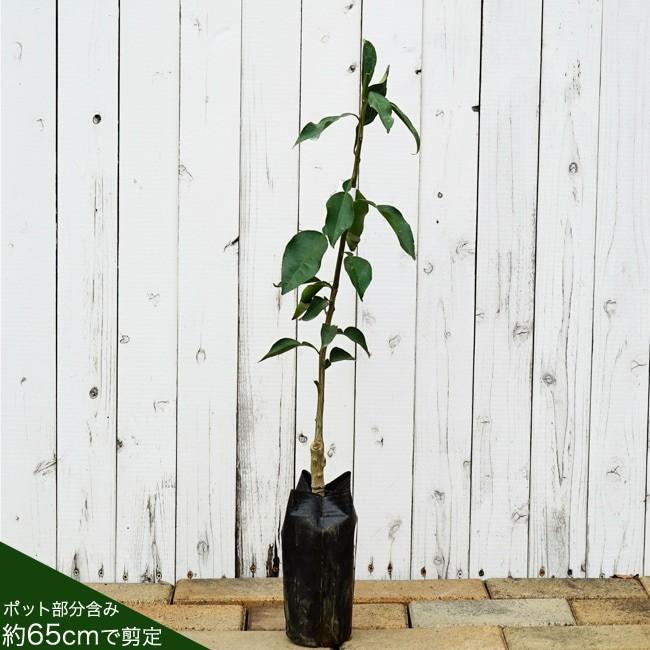 レモンの木 赤レモン 姫レモン 1年生接ぎ木苗 Kankitsu Remon Akaremon 01i 苗木部 花ひろばオンライン 通販 Yahoo ショッピング