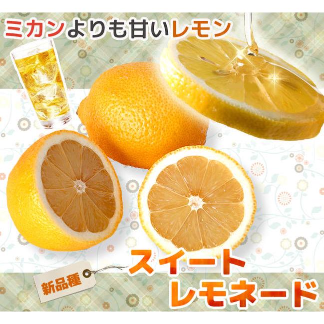 レモンの木 スイートレモネード 2年生 接木苗 : 苗木部 花ひろば