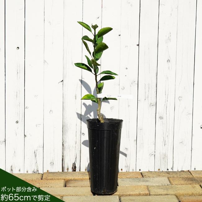 レモンの木 璃の香 (りのか) 1年生接木苗 登録品種・品種登録 : 苗木部