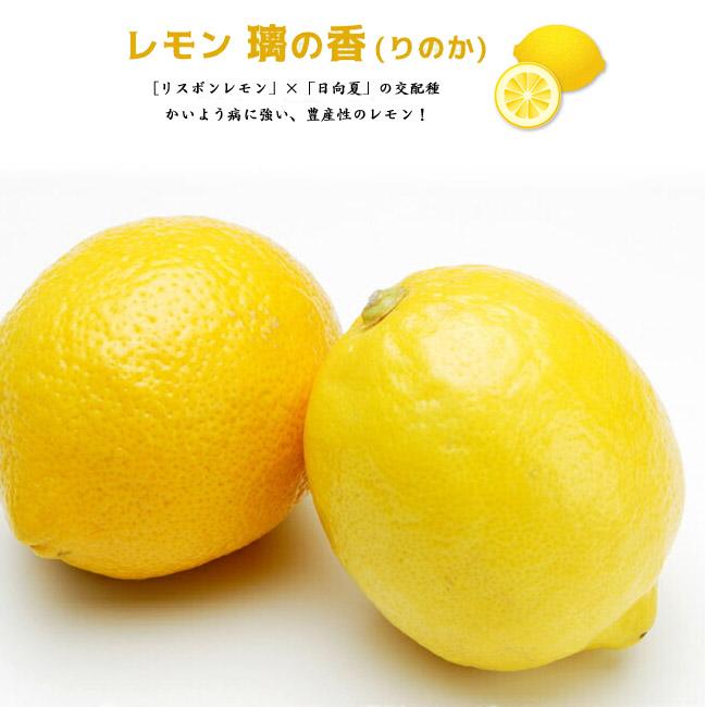 レモンの木 璃の香 (りのか) 1年生接木苗 登録品種・品種登録 : 苗木部
