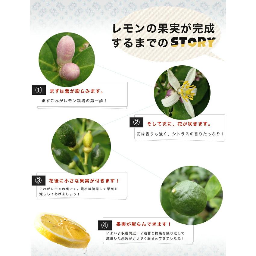 レモンの木 璃の香 (りのか) 3年生接木大苗 産地で剪定済 1.0m苗 登録