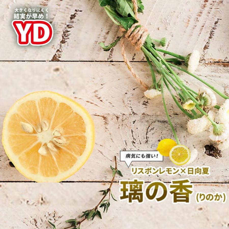 レモンの木 YD璃の香 (りのか) 1年生接木苗 登録品種・品種登録 : 苗木