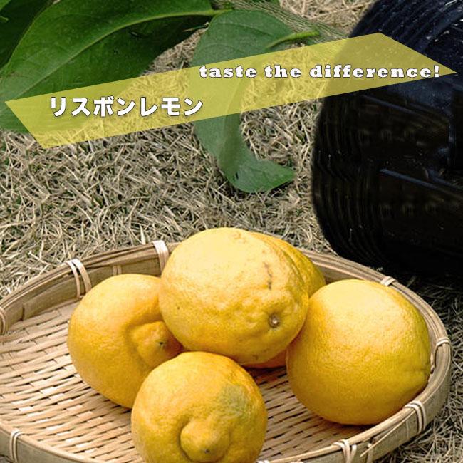 最高級のスーパー レモンの木 リスボンレモン 1年生 接ぎ木 苗木