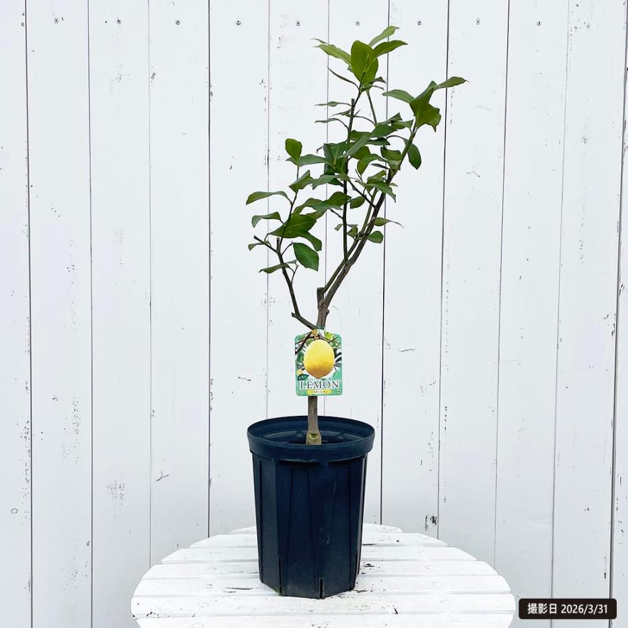 寒さに強いレモンの木 鉢植え リスボンレモン 2年生接木苗 角鉢または