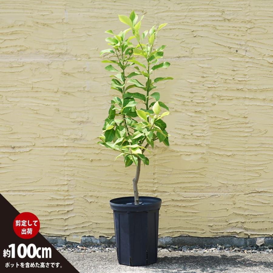 寒さに強いレモンの木 鉢植え リスボンレモン 3年生接木大苗 7号