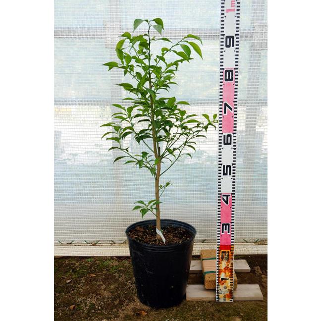 ピンク グレープフルーツ苗木ルビー 3年生接木大苗 産地で剪定済 1.0m