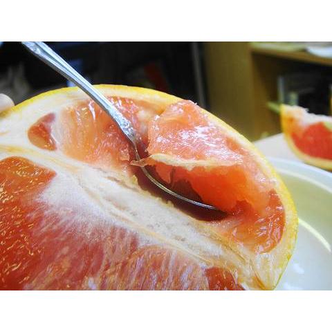 グレープフルーツ ルビー 2年生接木 苗木 スリット鉢植え Kankitsu Rubi 5 苗木部 花ひろばオンライン 通販 Yahoo ショッピング