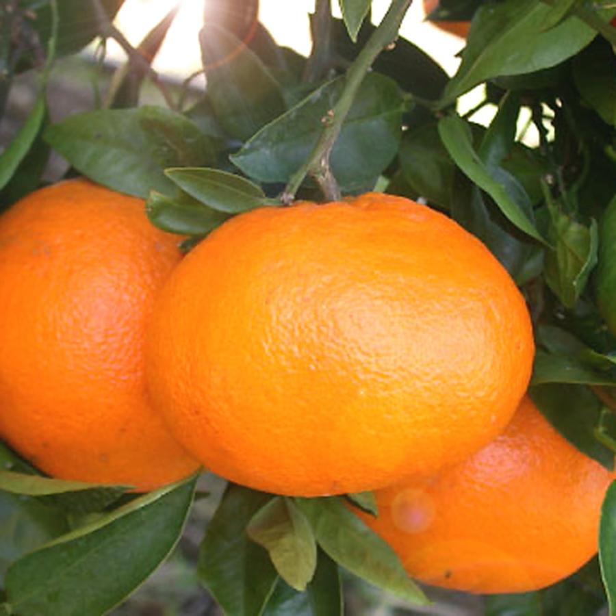 みかん 苗木 西南のひかり （西南の光） 3年生接木大苗 産地で剪定済